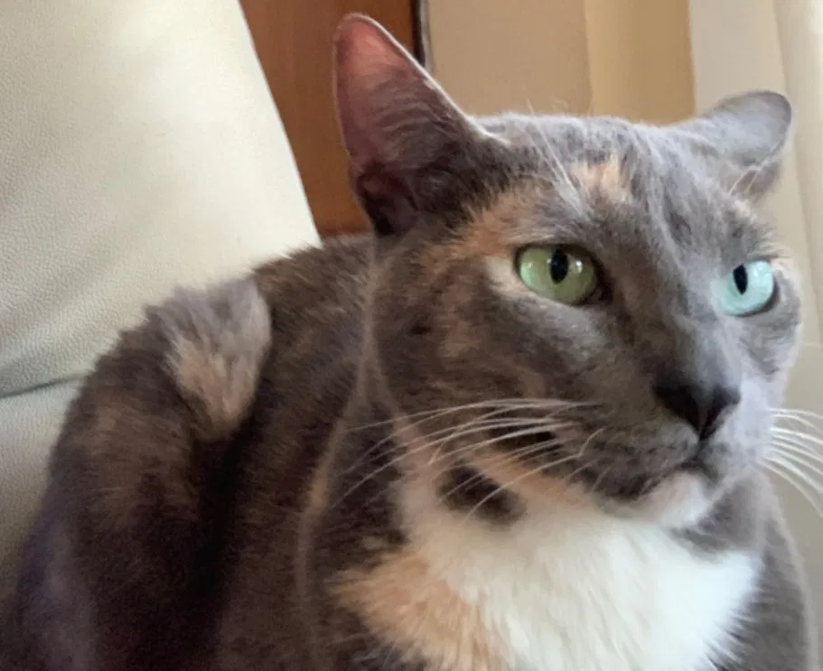 Lost cat in Aurora, CO, 80015