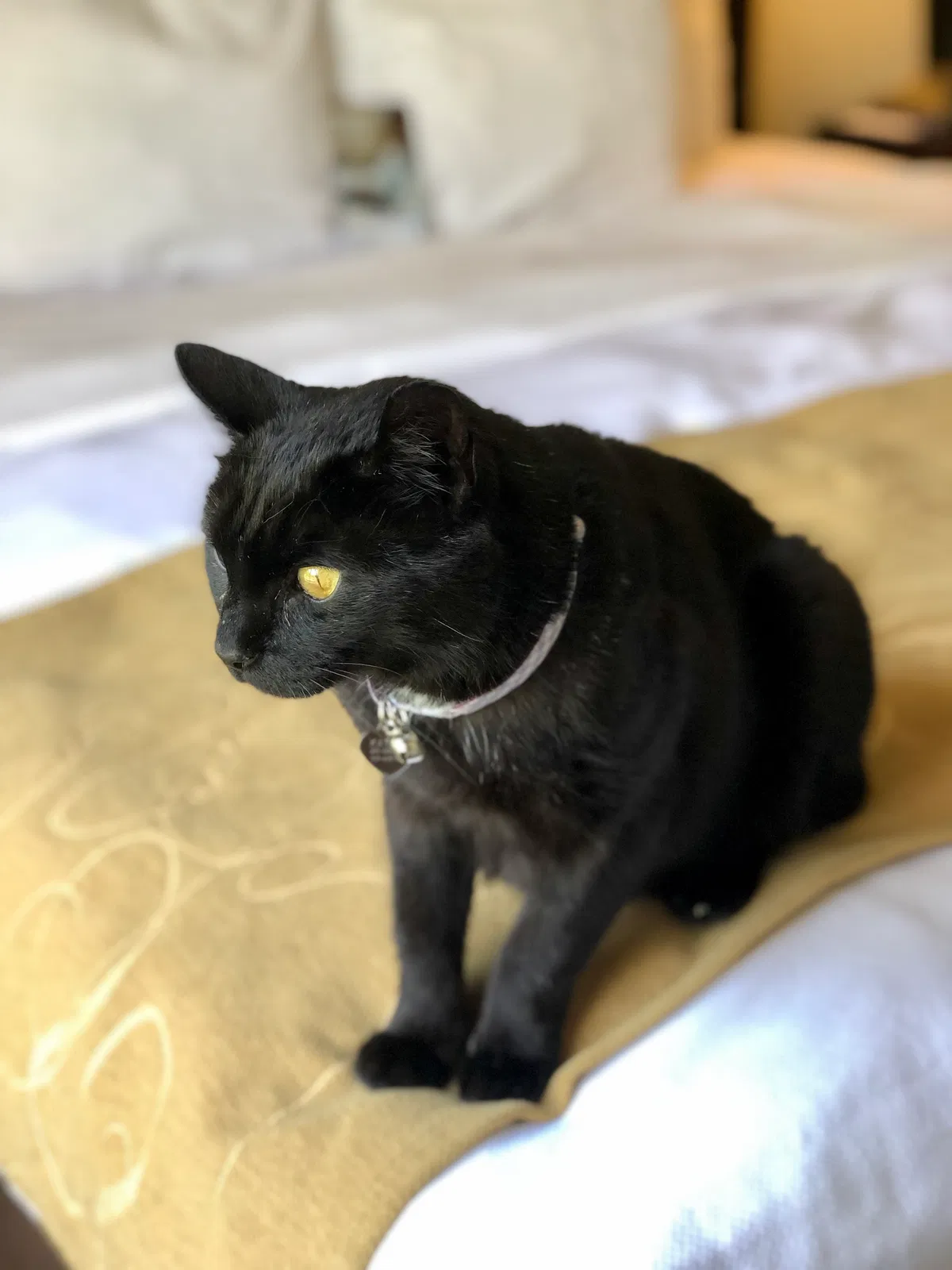 Lost cat in Oregon, WI, 53575
