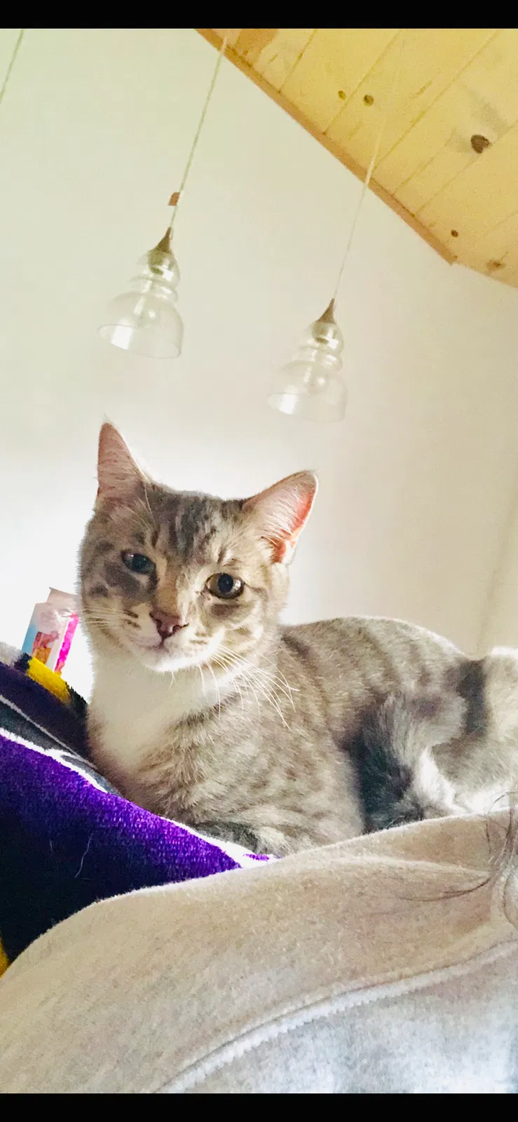 Lost cat in Vancouver, WA, 98661