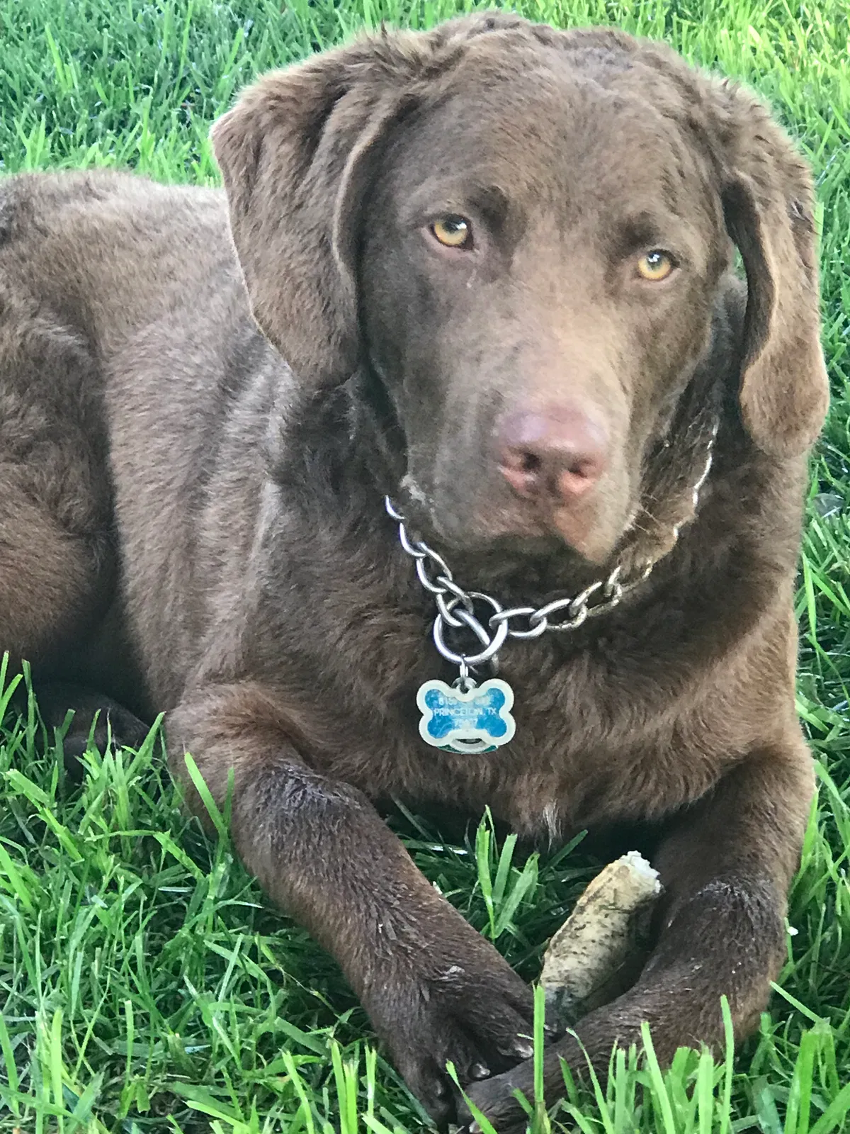 Lost dog in Princeton, TX, 75407