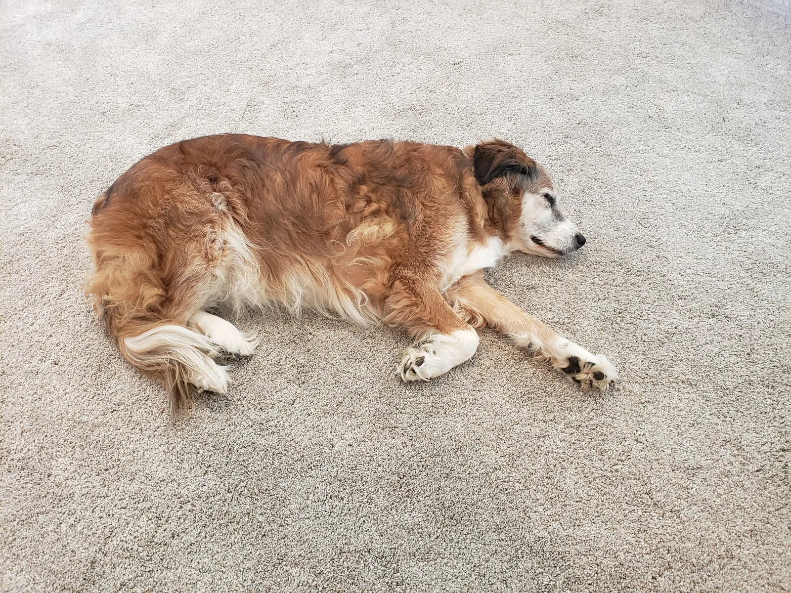 Lost dog in Carlisle, IA, 50047