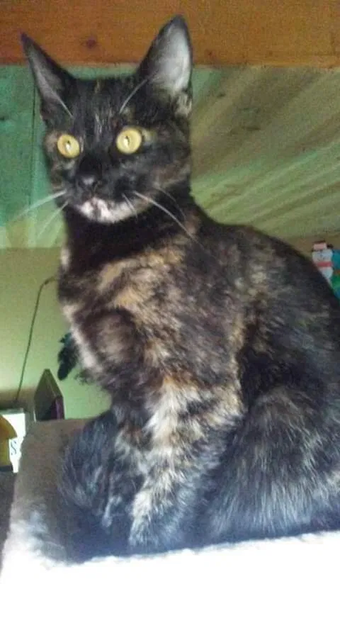 Lost cat in Portland, OR, 97230