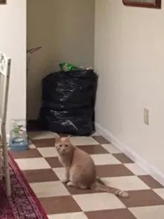 Lost cat in Oneida, NY, 13421