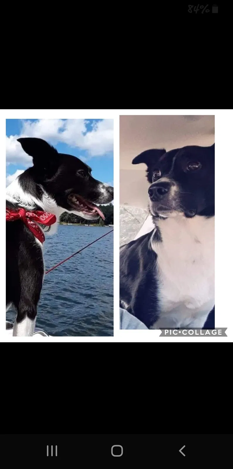 Lost dog in Green Bay, WI, 54313
