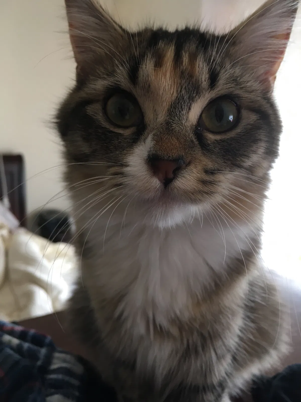 Lost cat in Bellevue, WA, 98008