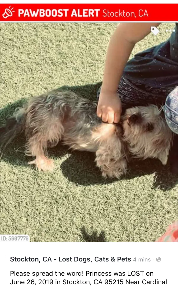 Lost dog in Stockton, CA, 95215