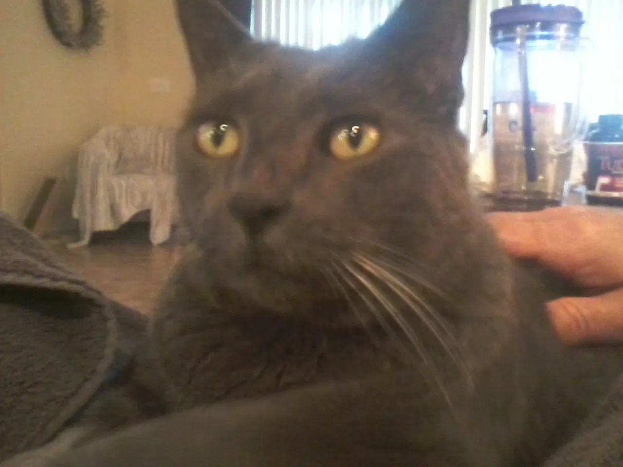 Lost cat in Addison, TX, 75001
