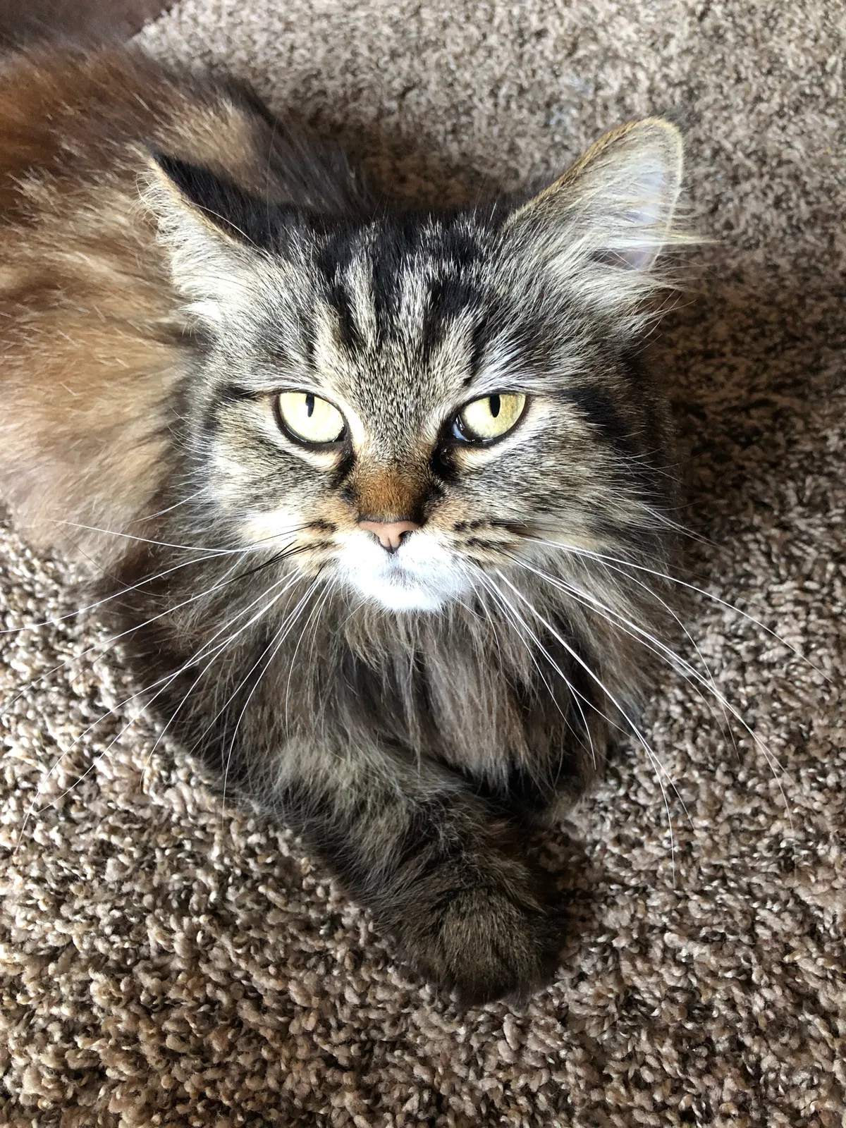 Lost cat in Mount Gilead, OH, 43338