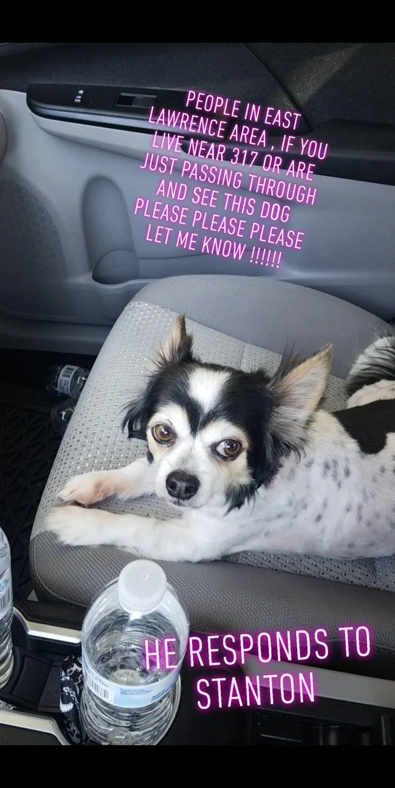 Lost dog in Trinity, AL, 35673