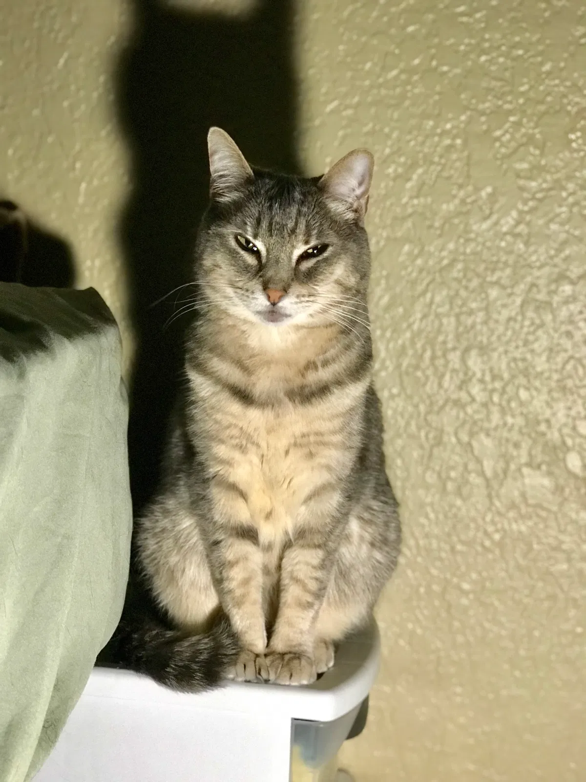 Lost cat in Lodi, CA, 95240
