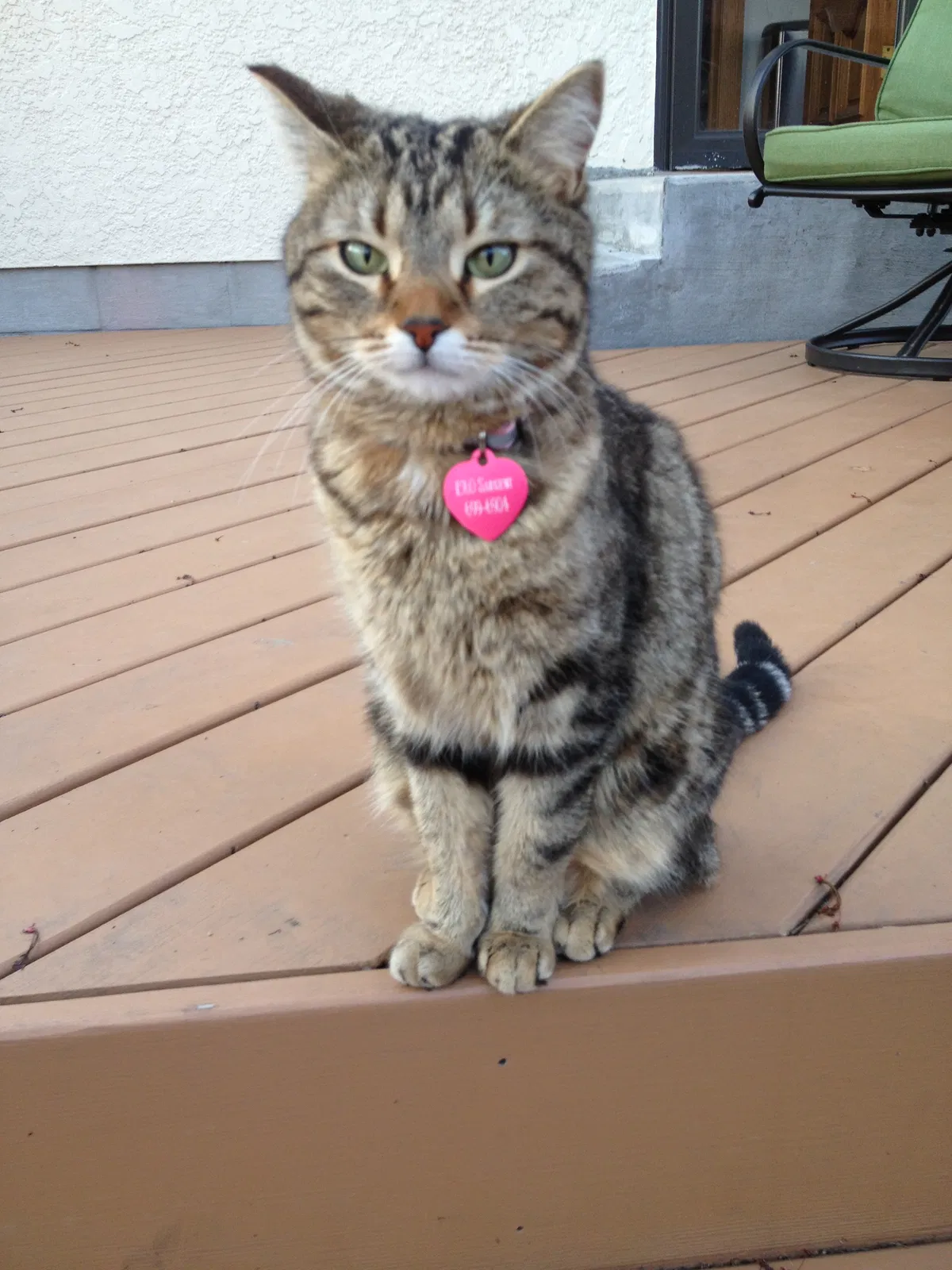 Lost cat in Saint Paul, MN, 55105