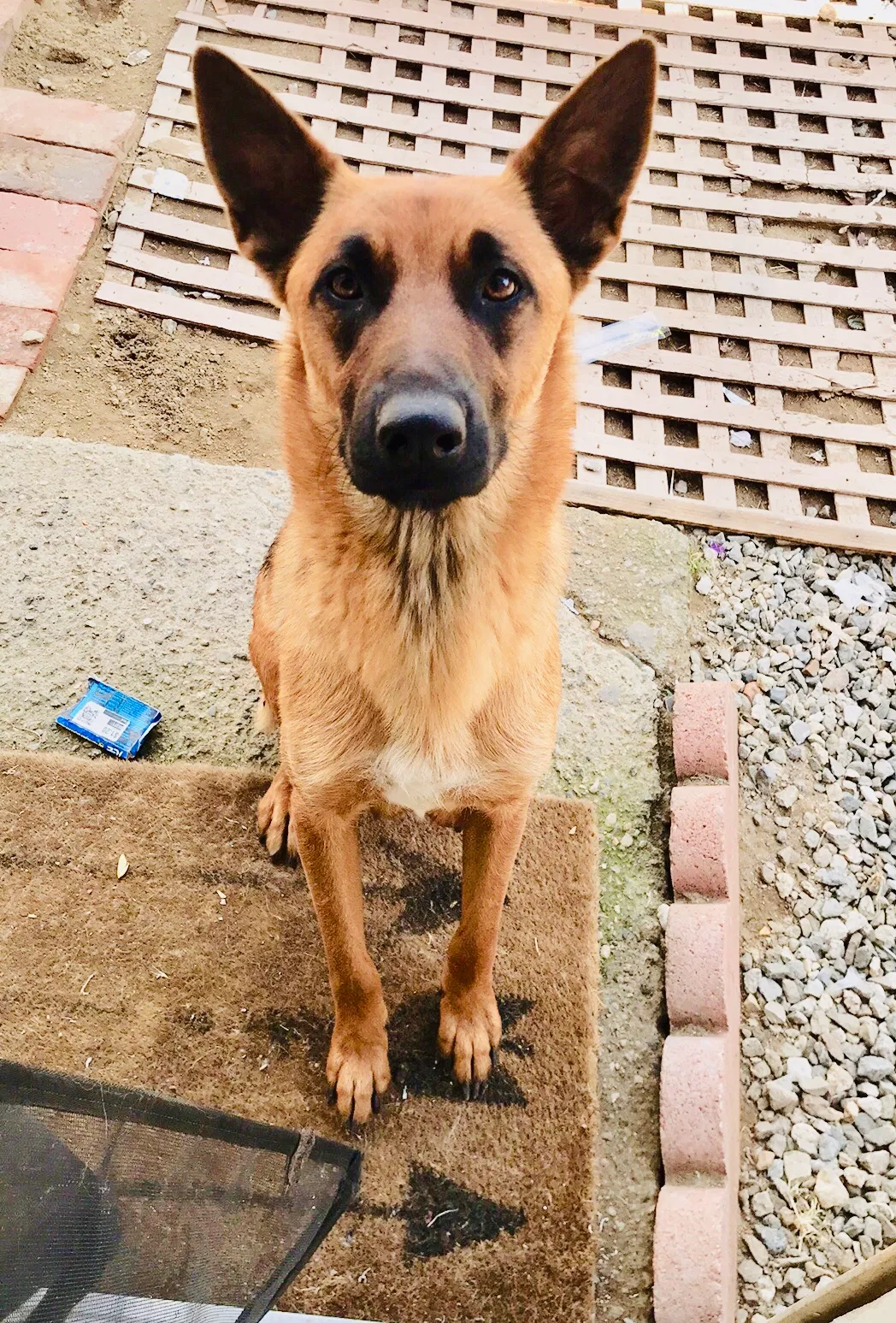 Lost dog in Bloomington, CA, 92316