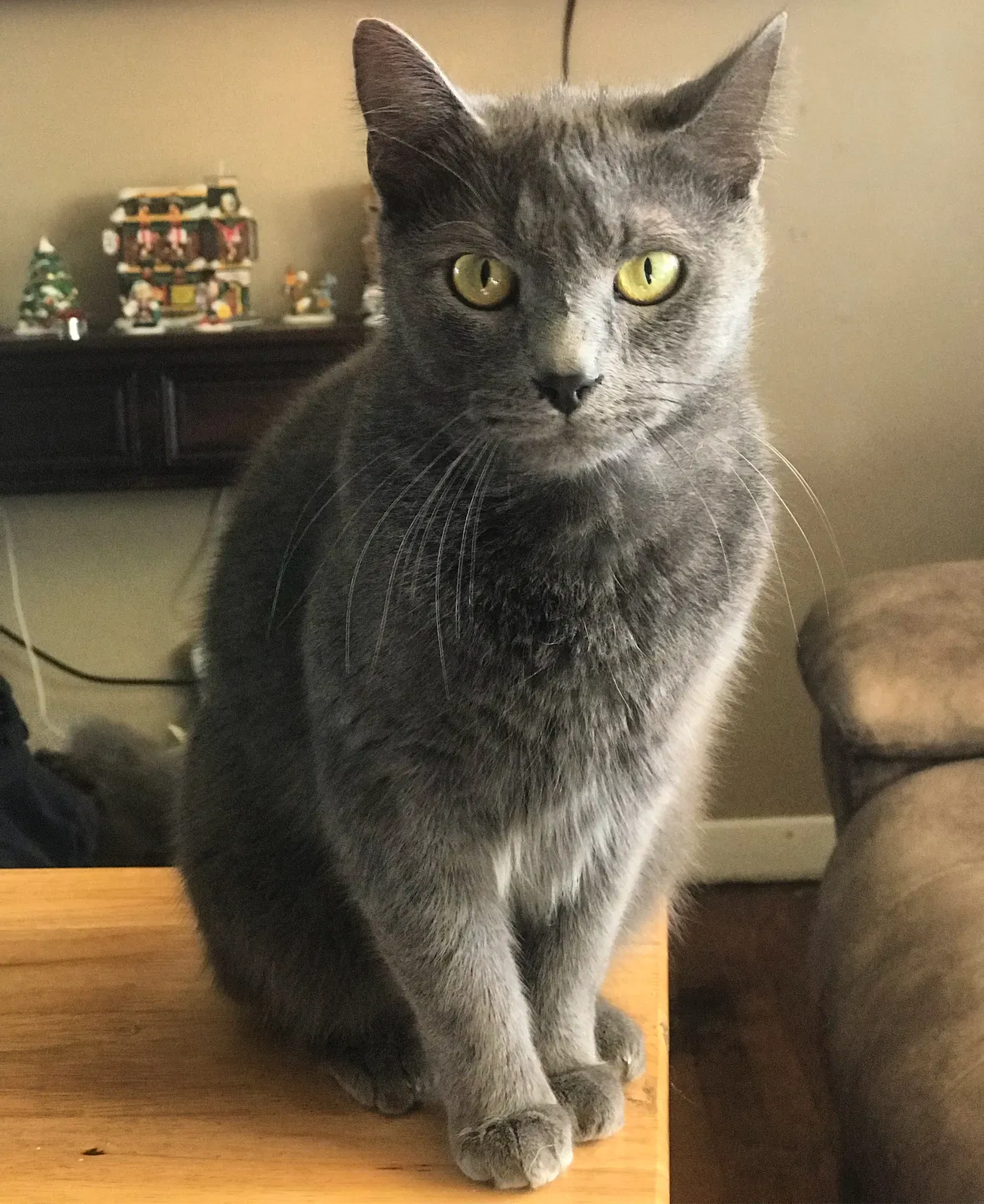 Lost cat in Morganton, NC, 28655