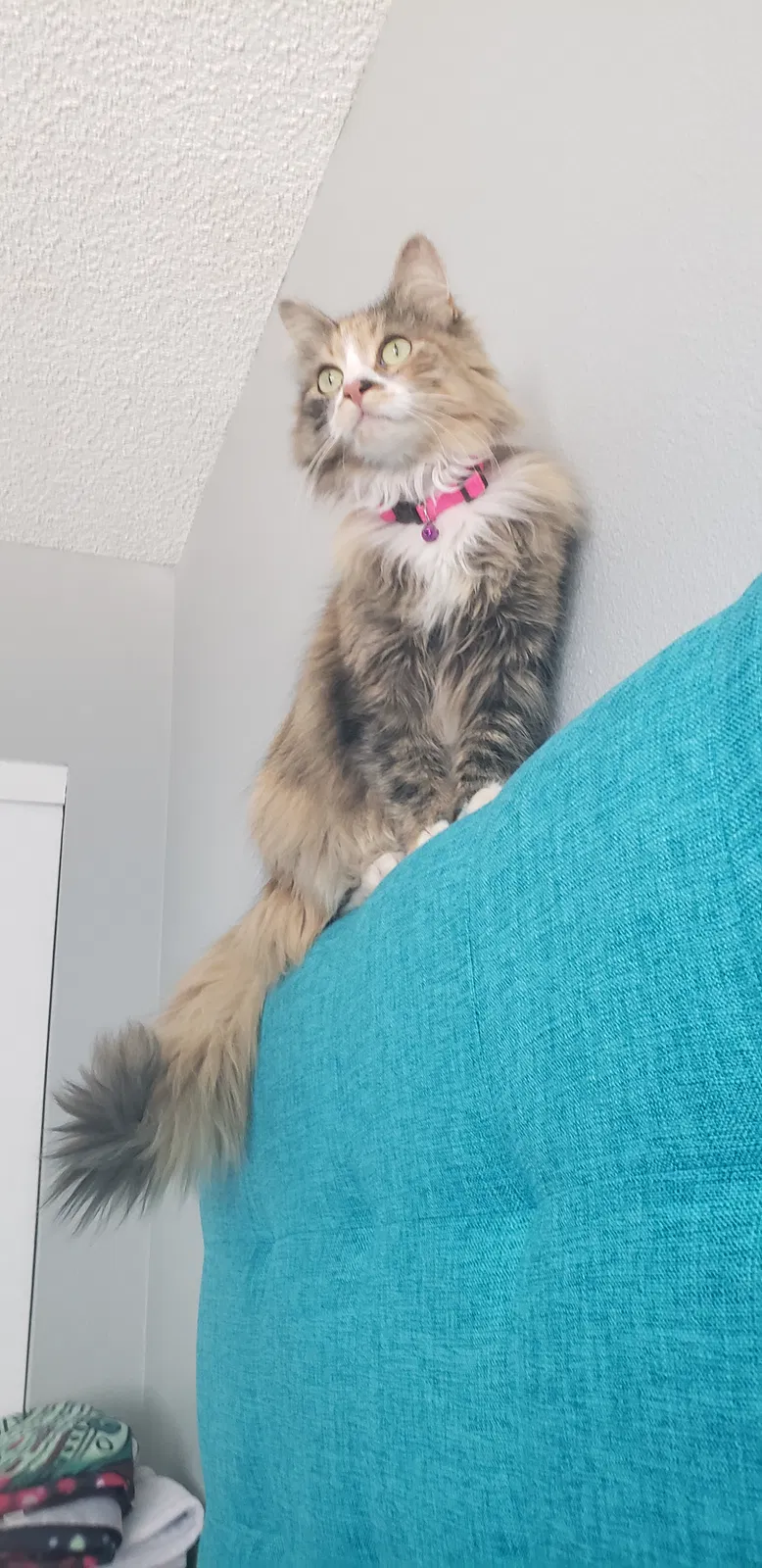 Lost cat in Aurora, CO, 80017