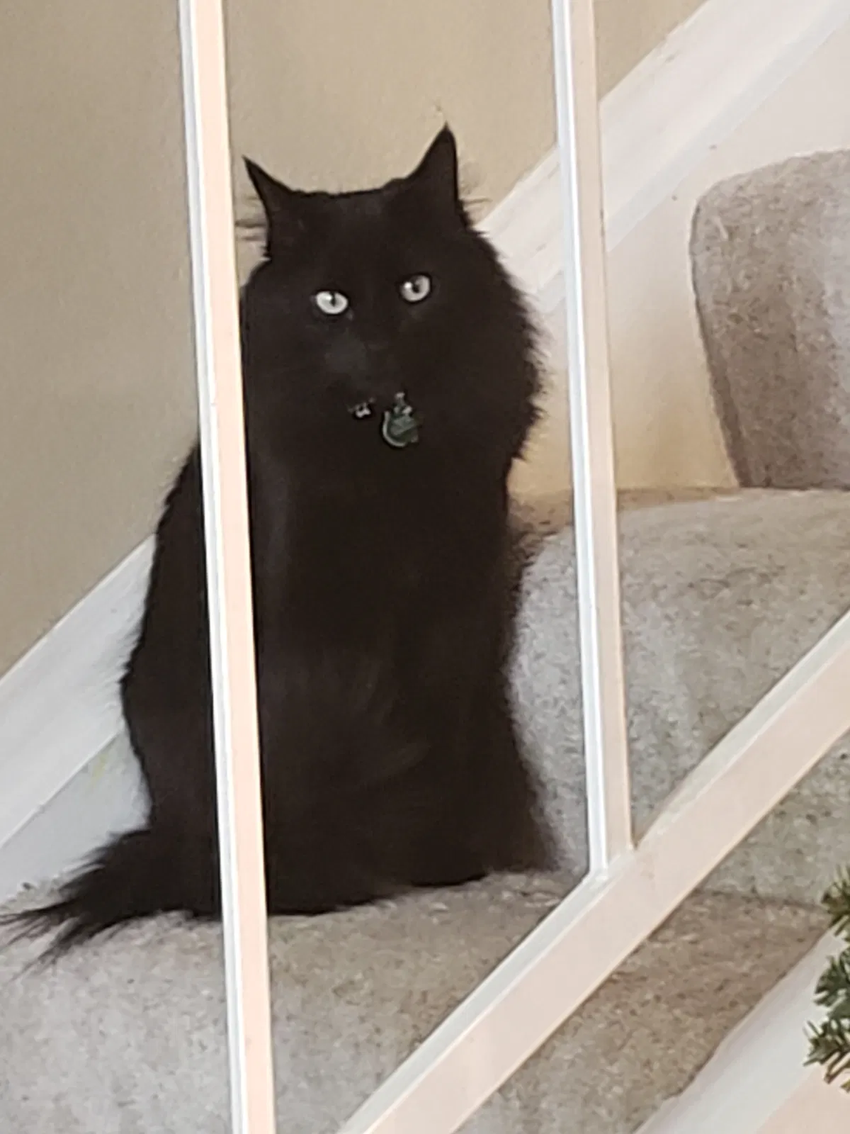 Lost cat in Peoria, AZ, 85345