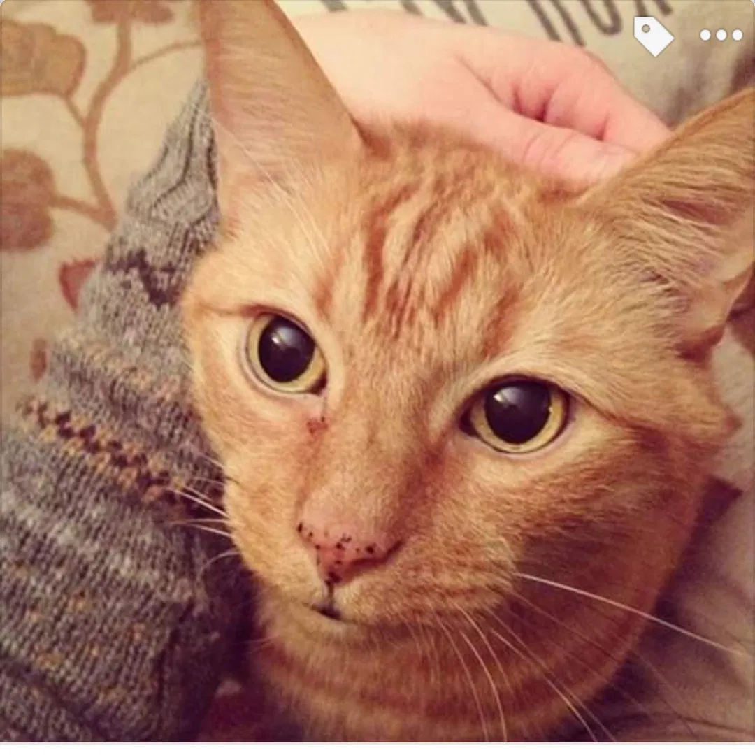 Lost cat in Huntsville, AL, 35803