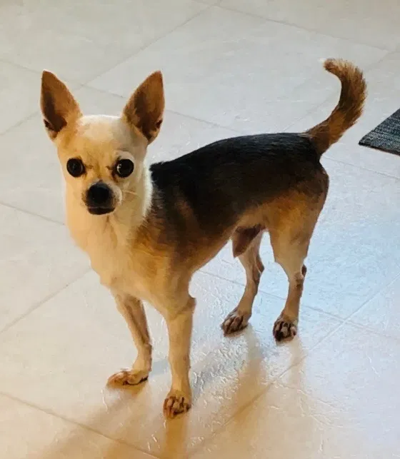 Lost dog in Palmer, NE, 68864