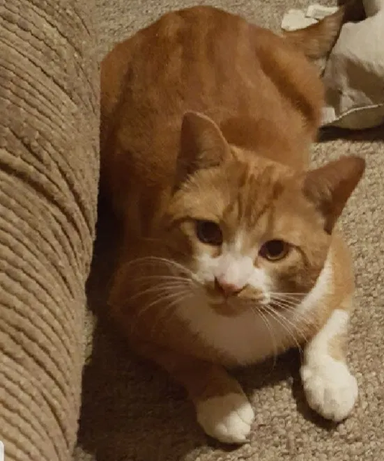 Lost cat in Baldwin, MI, 49304