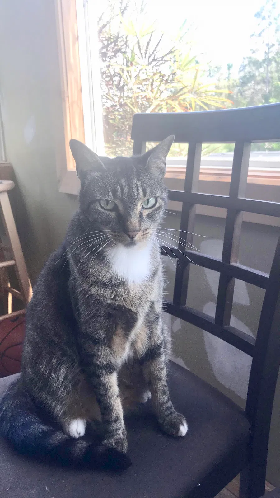 Lost cat in Loxahatchee, FL, 33470