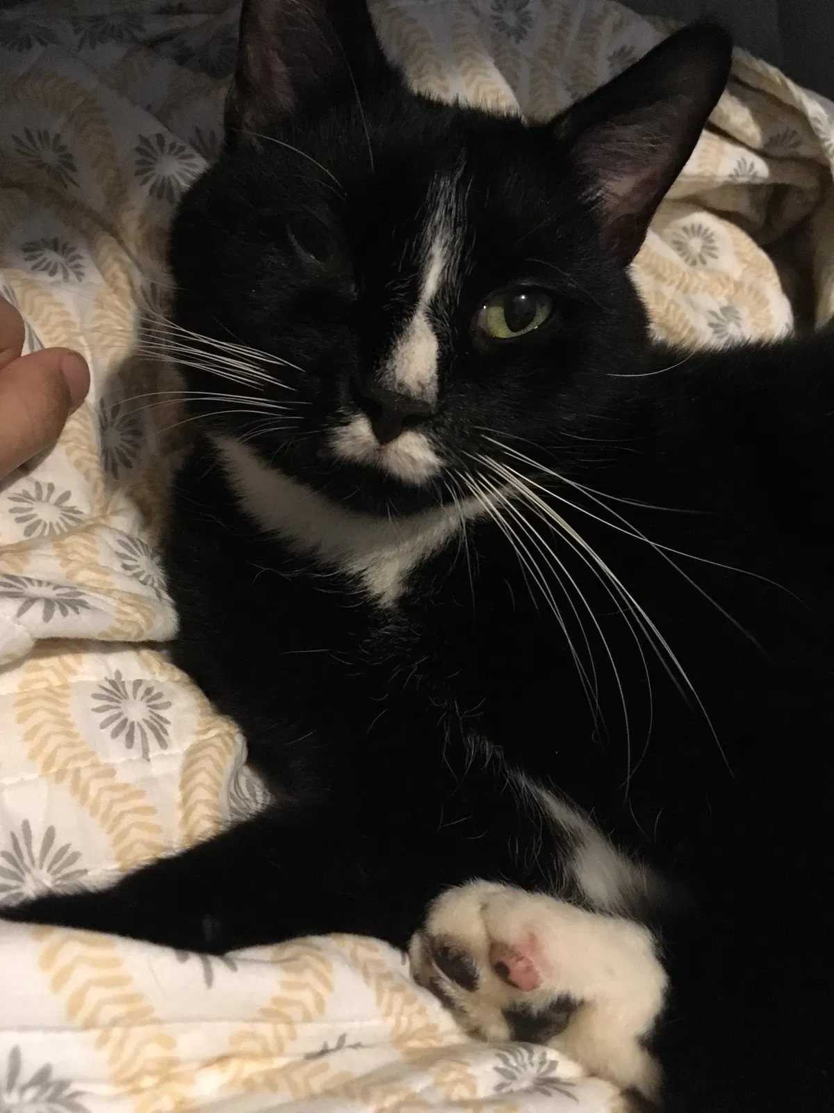 Lost cat in Dunbar, WV, 25064