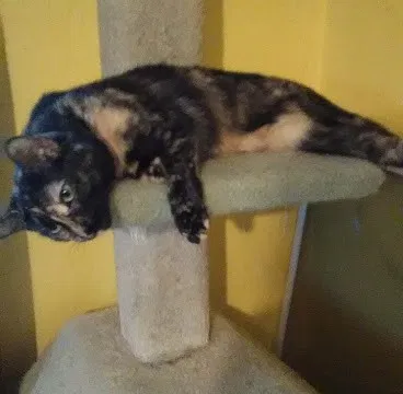 Lost cat in Chesapeake, VA, 23322