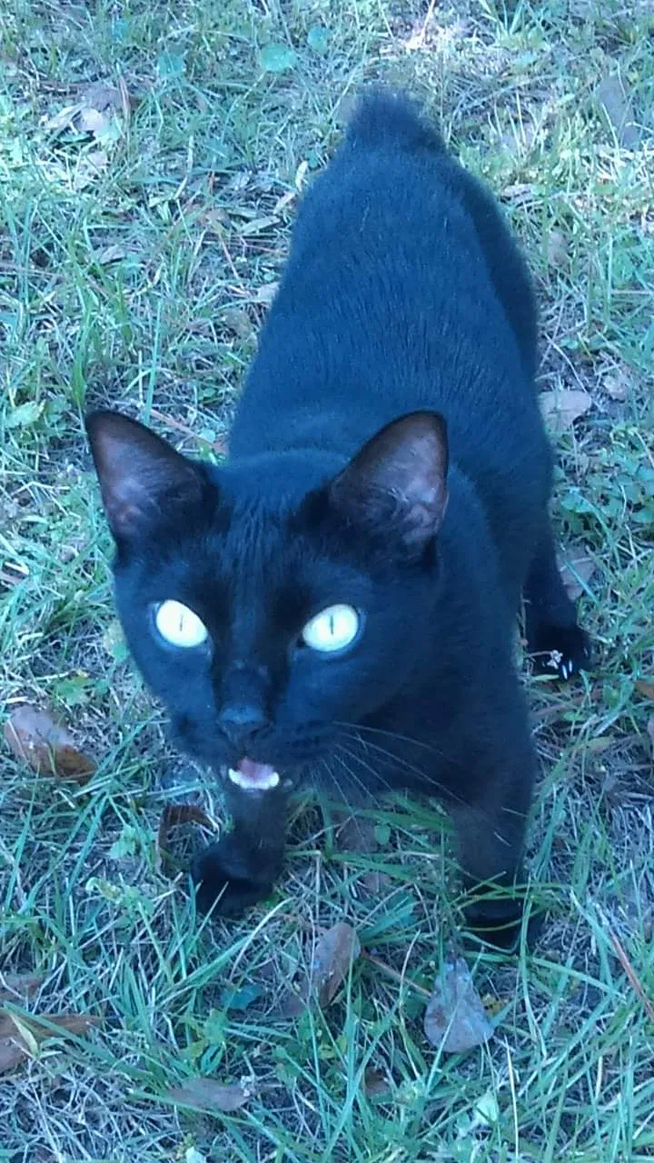 Lost cat in Middleburg, FL, 32068