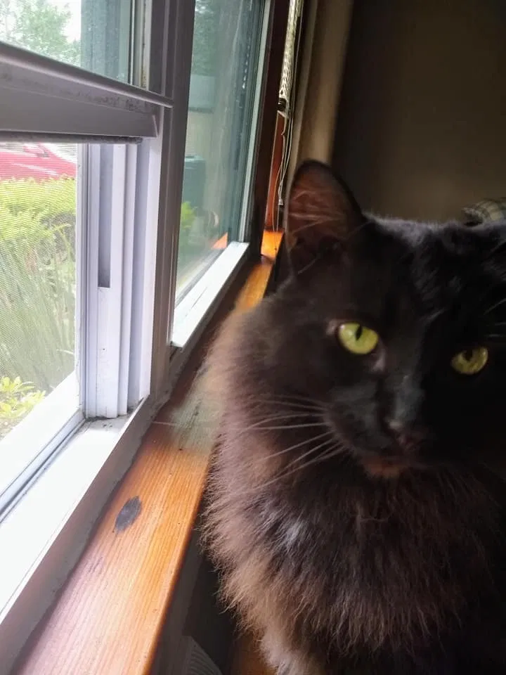 Lost cat in Rittman, OH, 44270