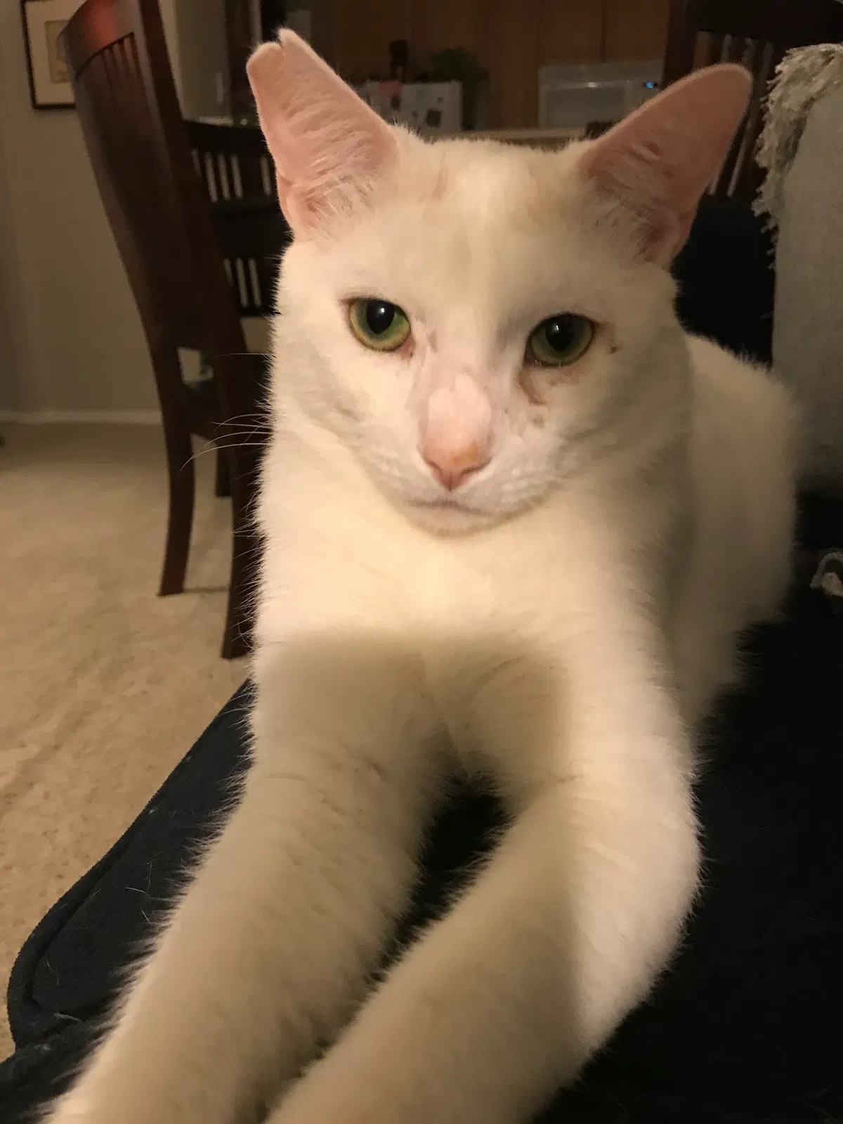 Lost cat in Ladera Ranch, CA, 92694