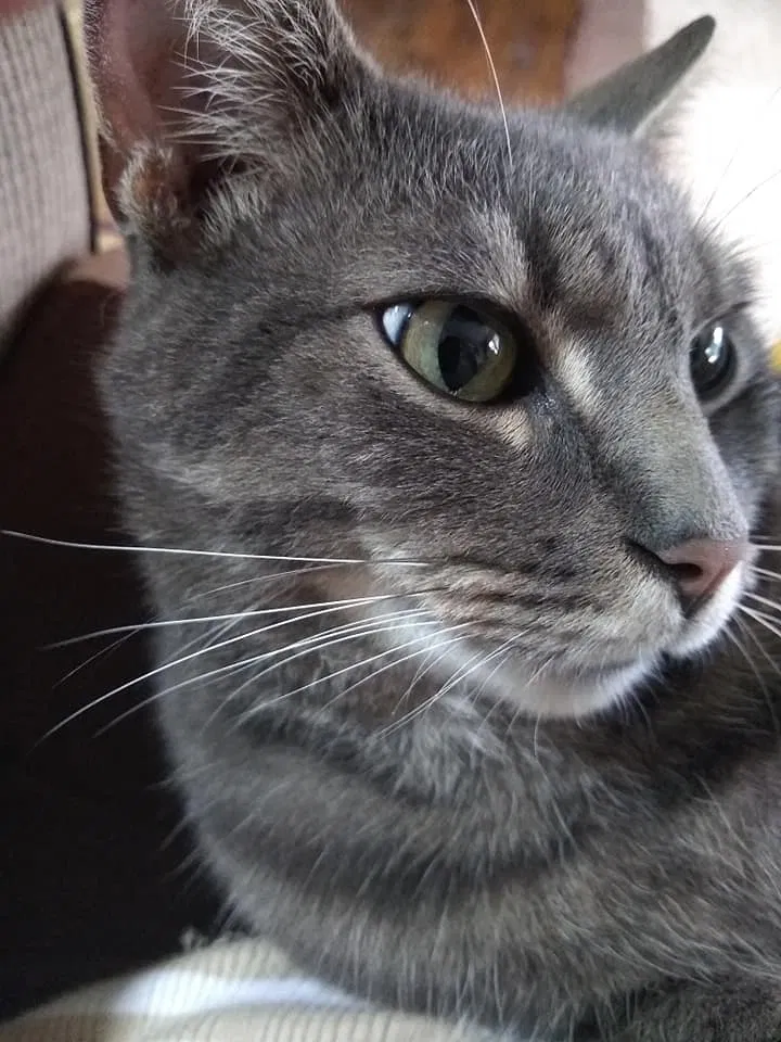 Lost cat in Rittman, OH, 44270