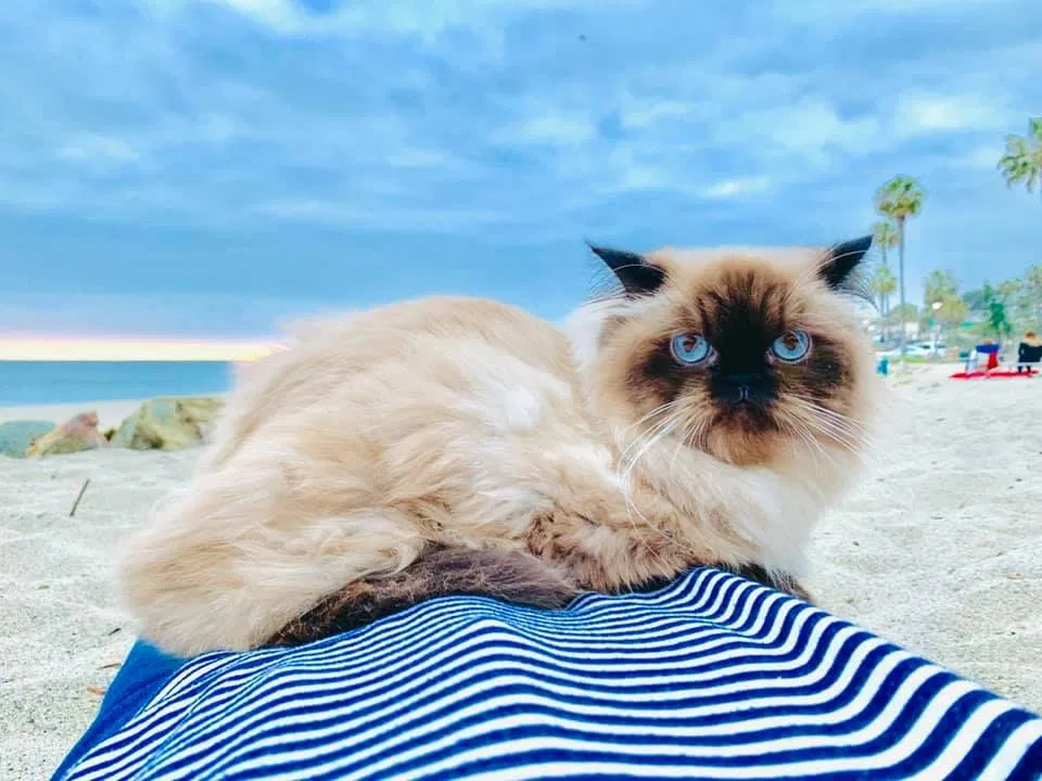 Lost cat in Dana Point, CA, 92629