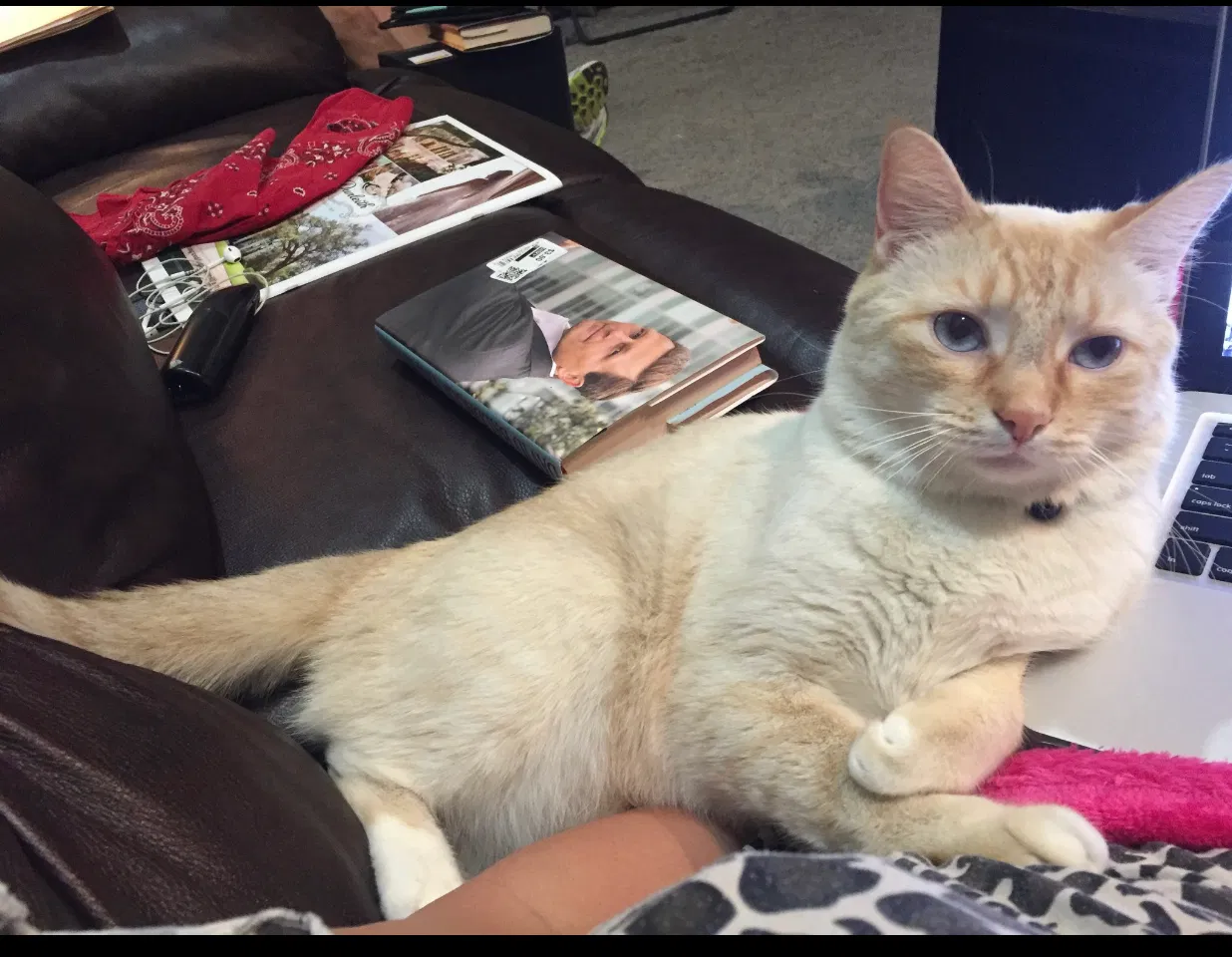 Lost cat in Hammond, LA, 70403
