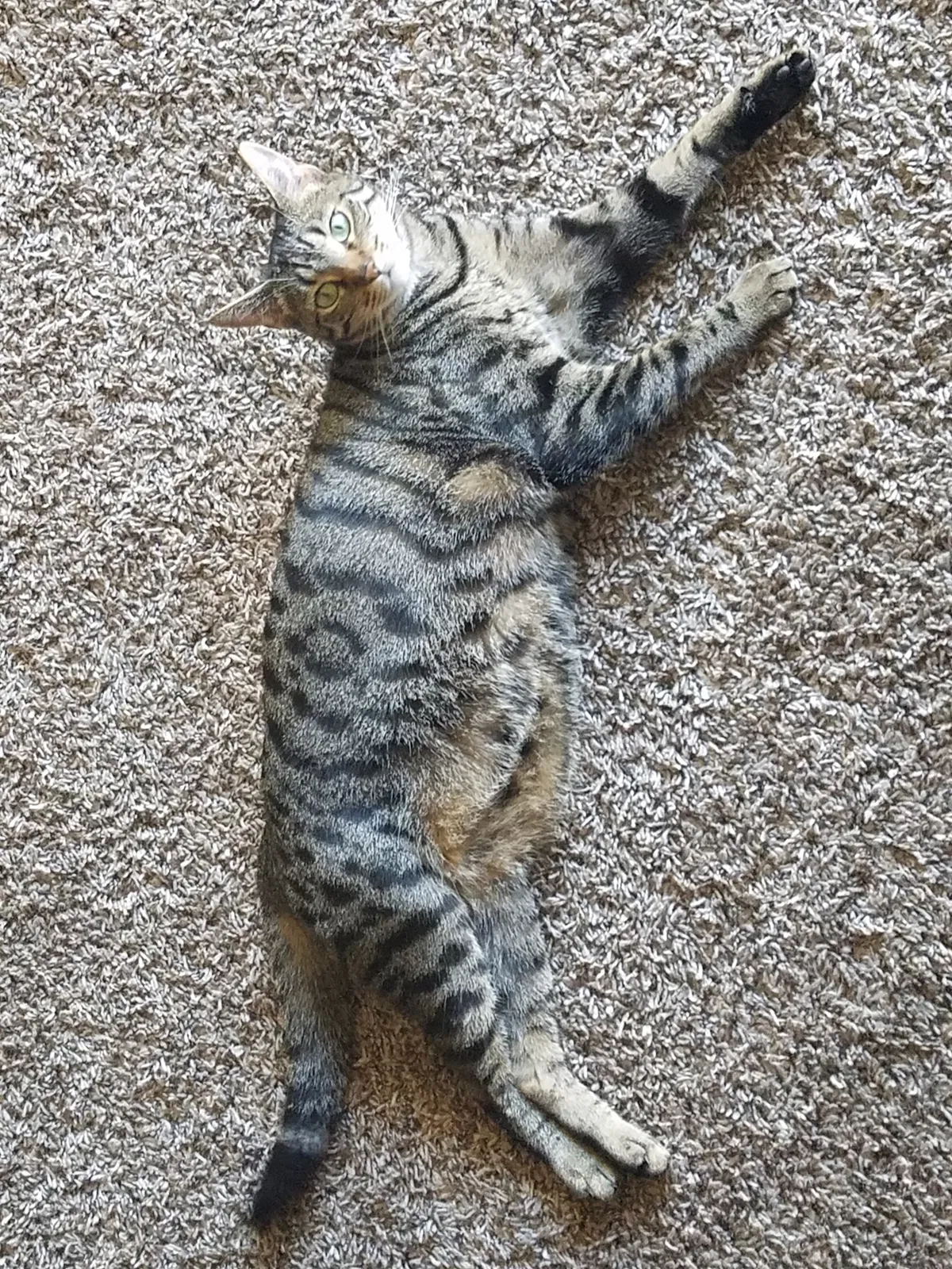 Lost cat in Sacramento, CA, 95821