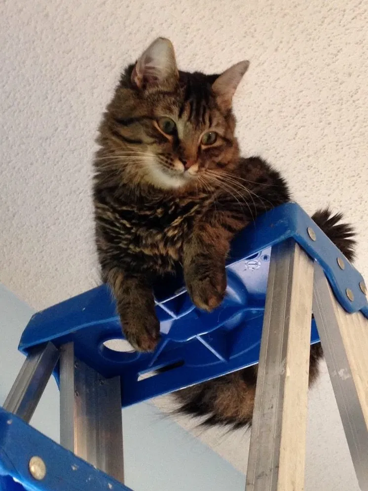Lost cat in Kathleen, GA, 31047