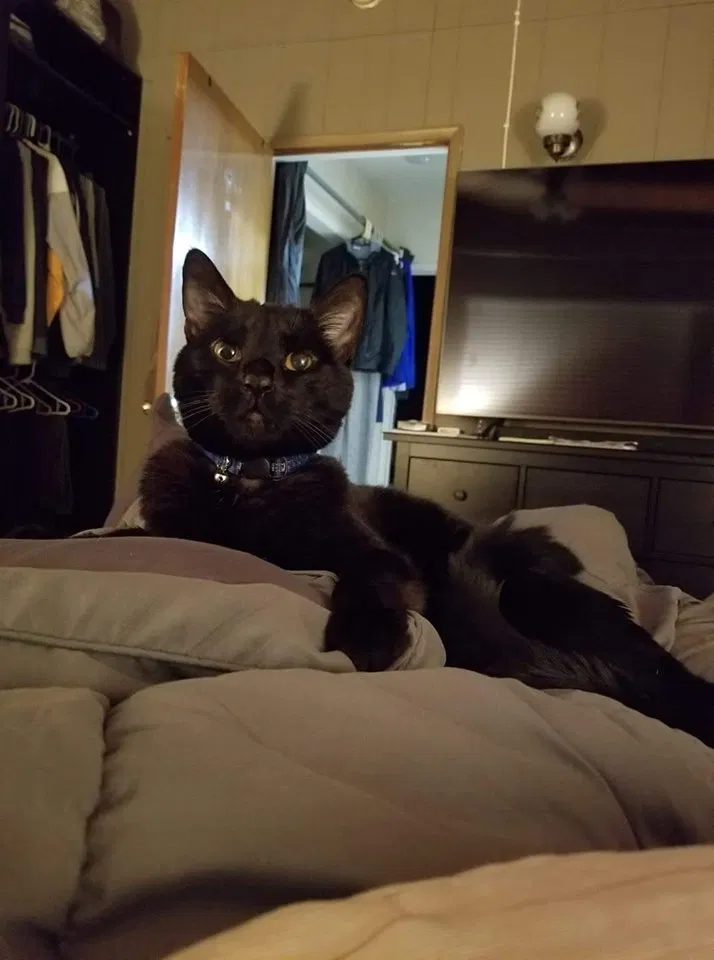 Lost cat in Carson, CA, 90745