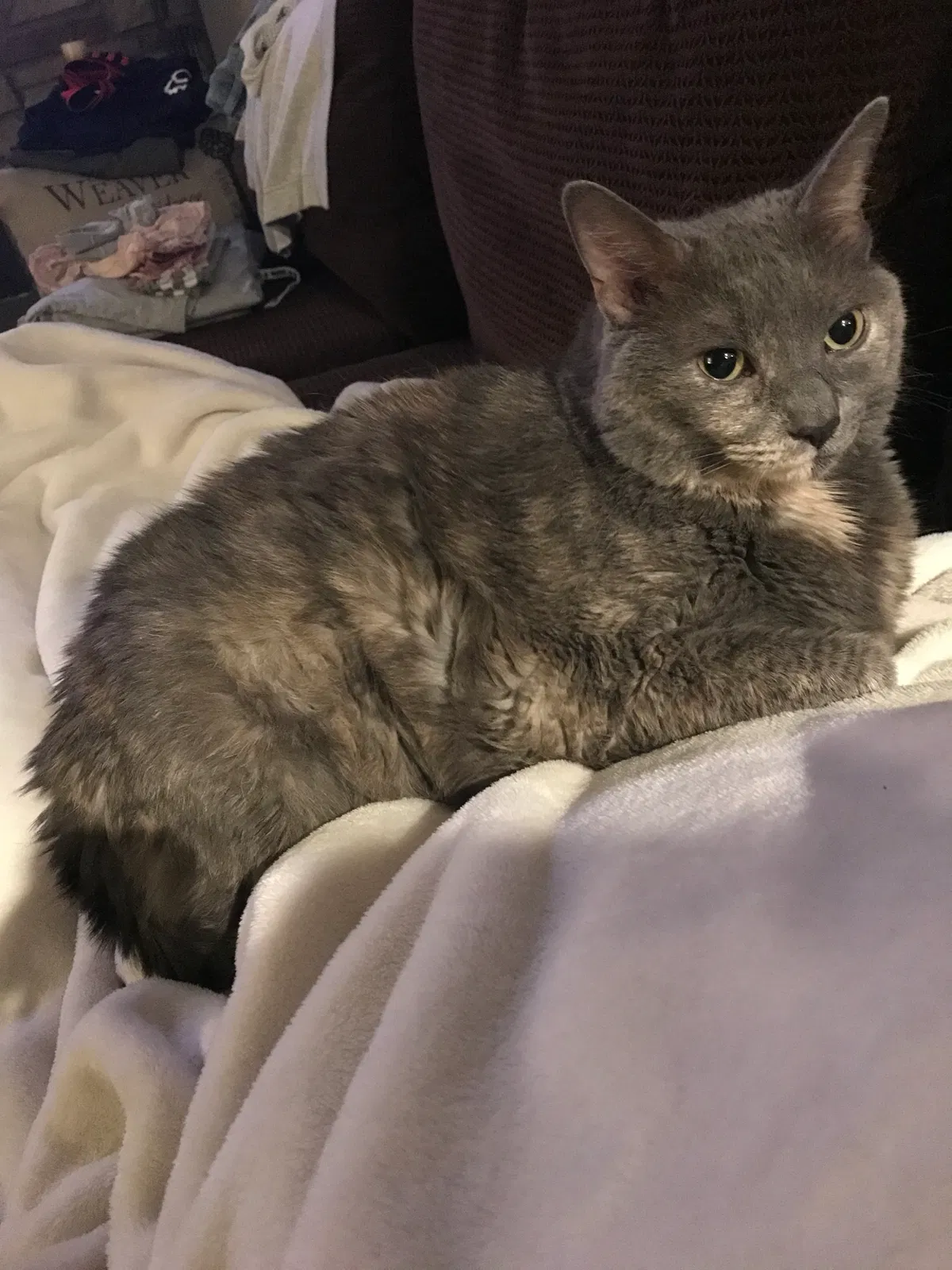 Lost cat in Pittsboro, IN, 46167