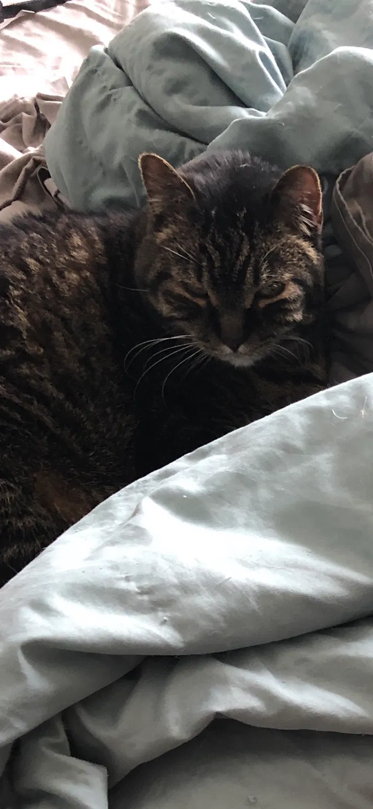 Lost cat in Inver Grove Heights, MN, 55077