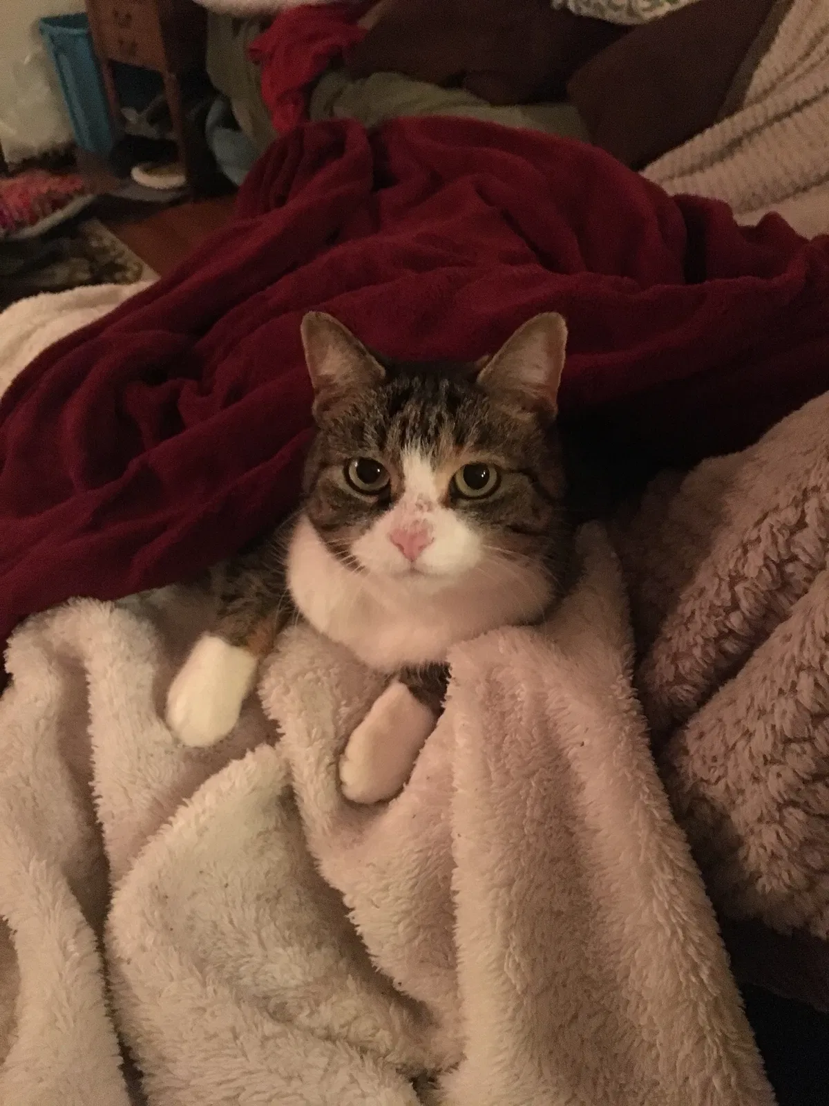 Lost cat in Reidsville, NC, 27320