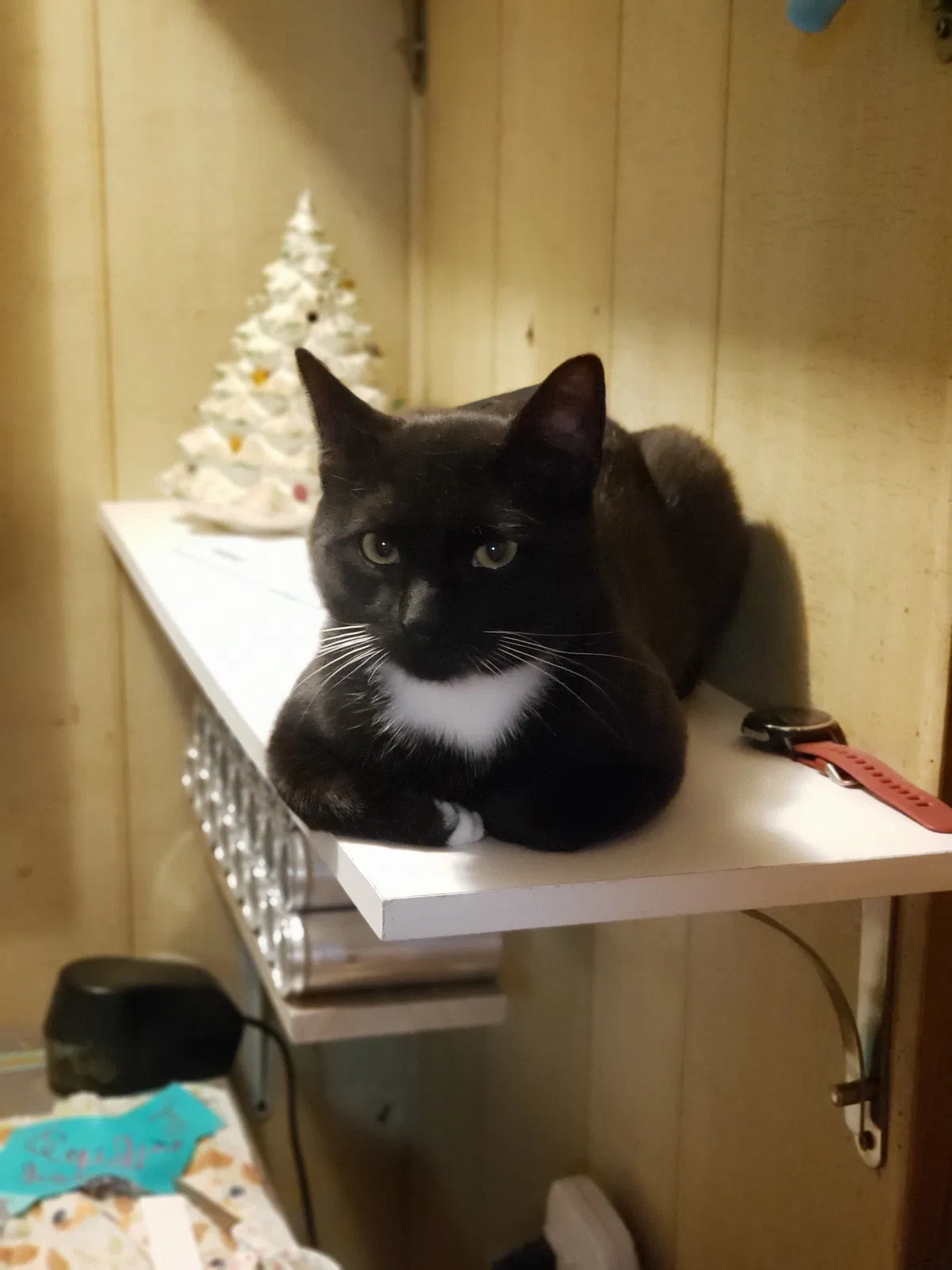 Lost cat in Tampa, FL, 33647