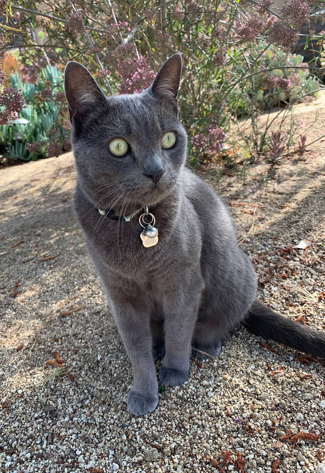Lost cat in Oceanside, CA, 92054