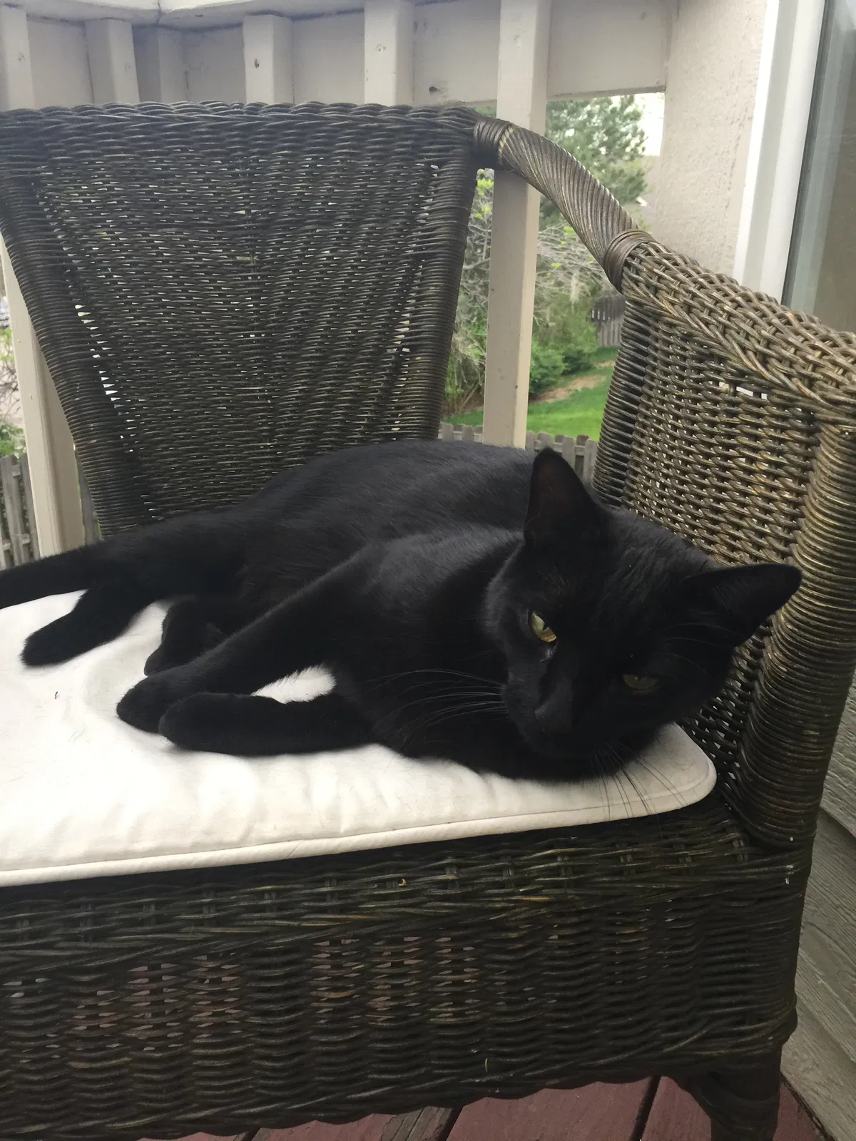 Lost cat in Arvada, CO, 80007