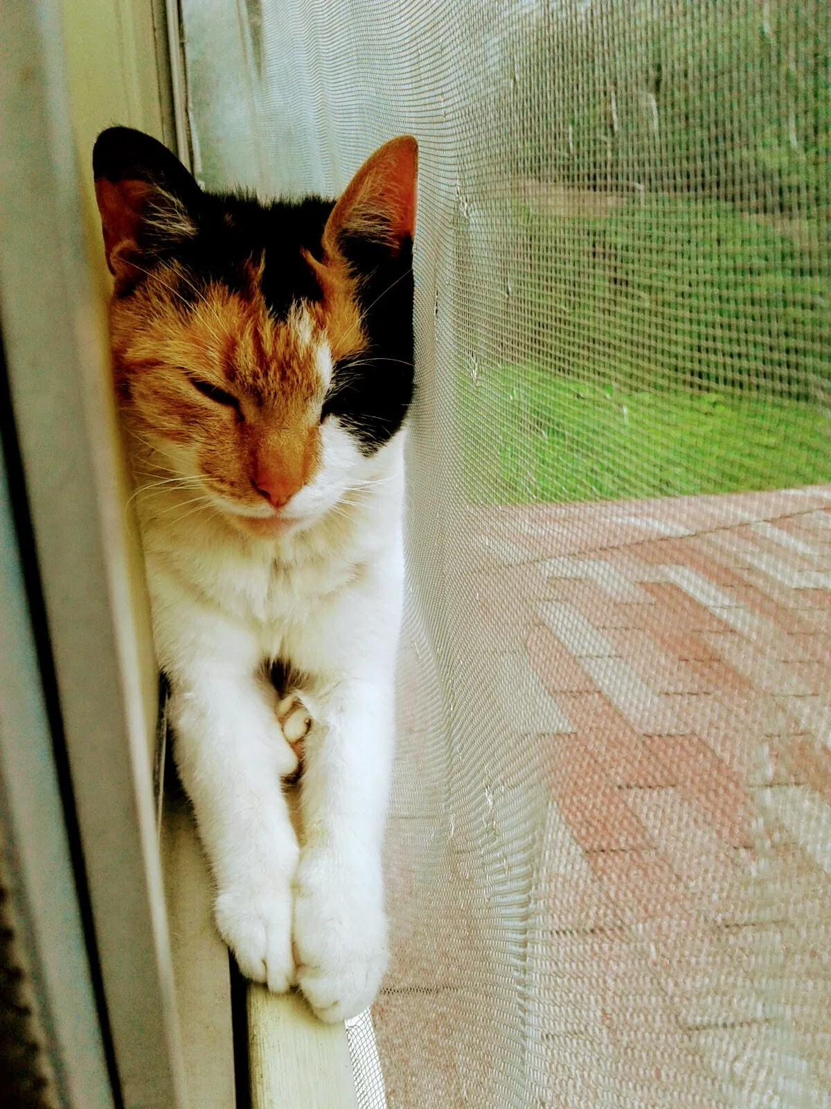 Lost cat in Mc Kees Rocks, PA, 15136