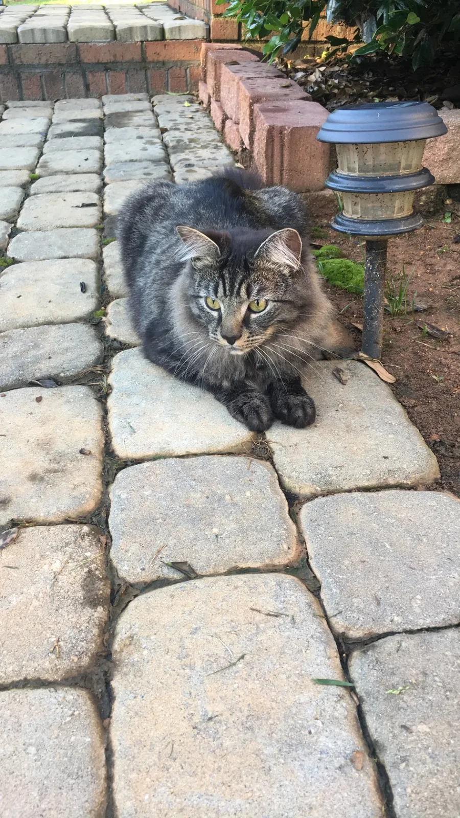 Lost cat in Mooresville, NC, 28115