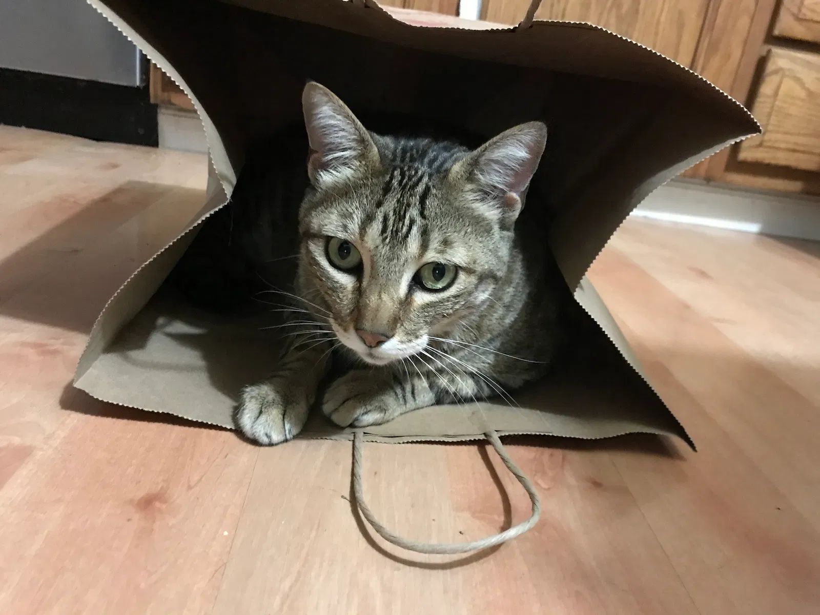 Lost cat in Austin, TX, 78704