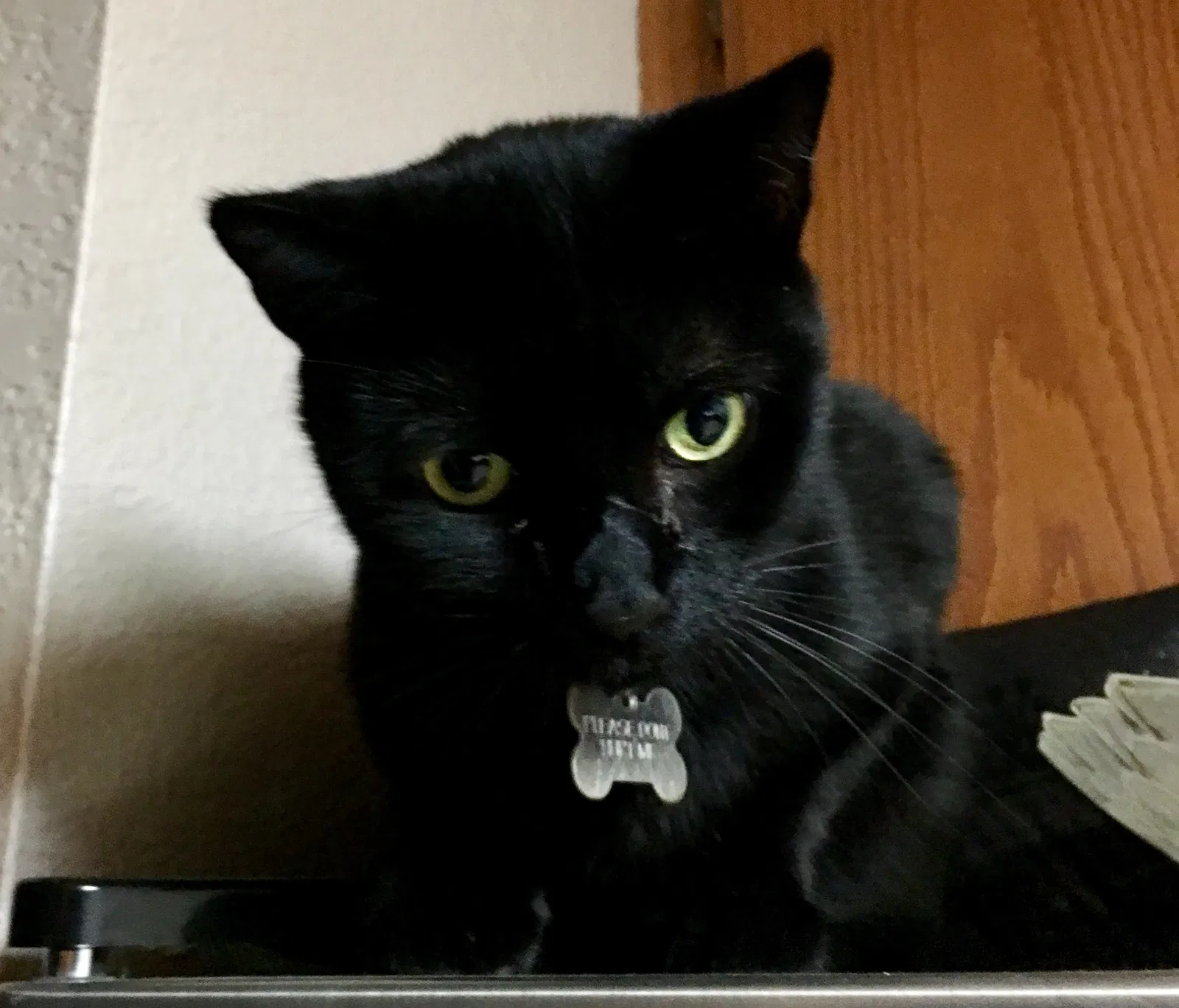 Lost cat in San Bernardino, CA, 92407