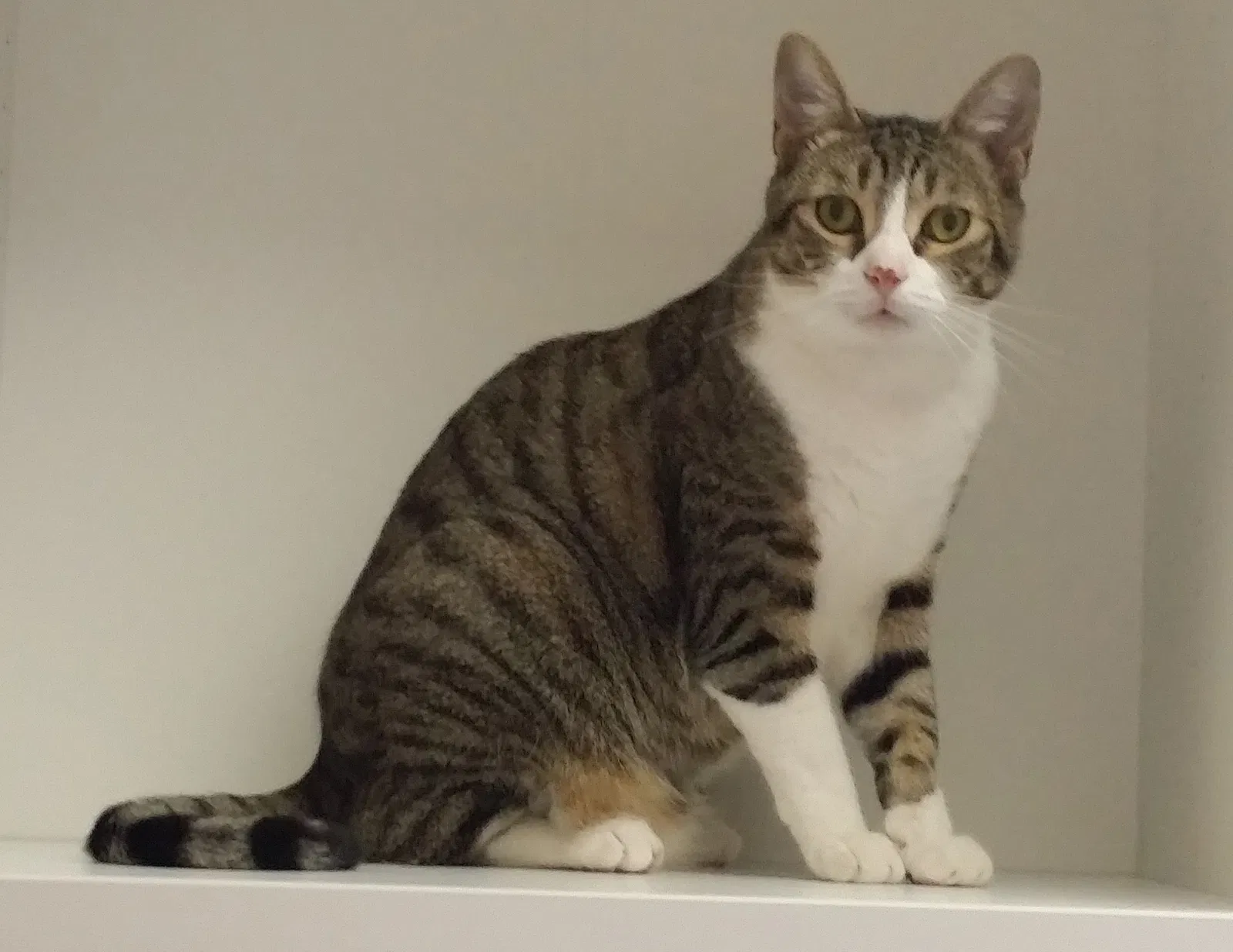Lost cat in Monroe, MI, 48161
