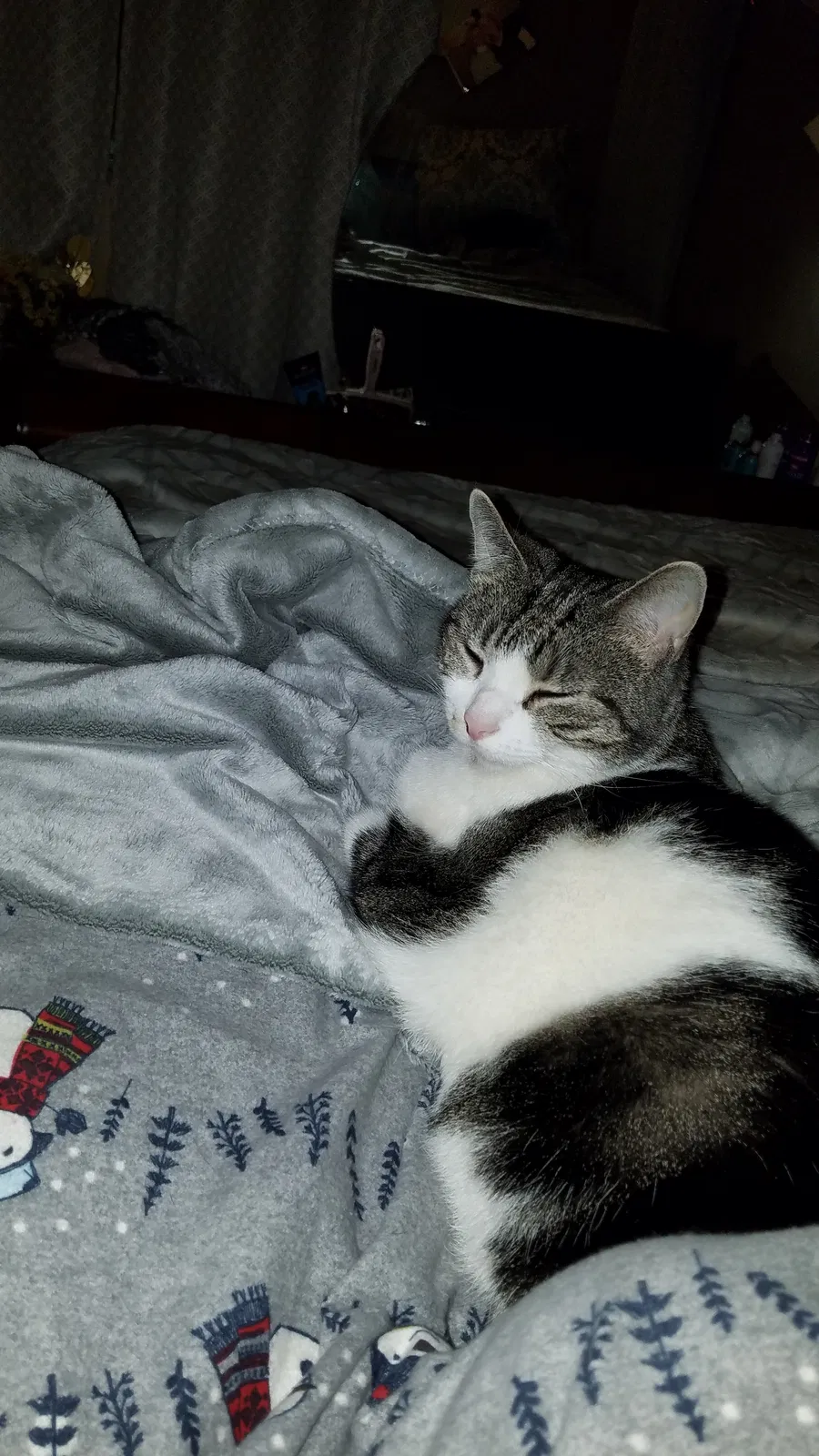 Lost cat in Columbus, OH, 43224