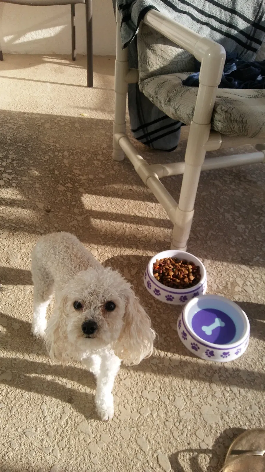 Lost dog in Jasper, TN, 37347