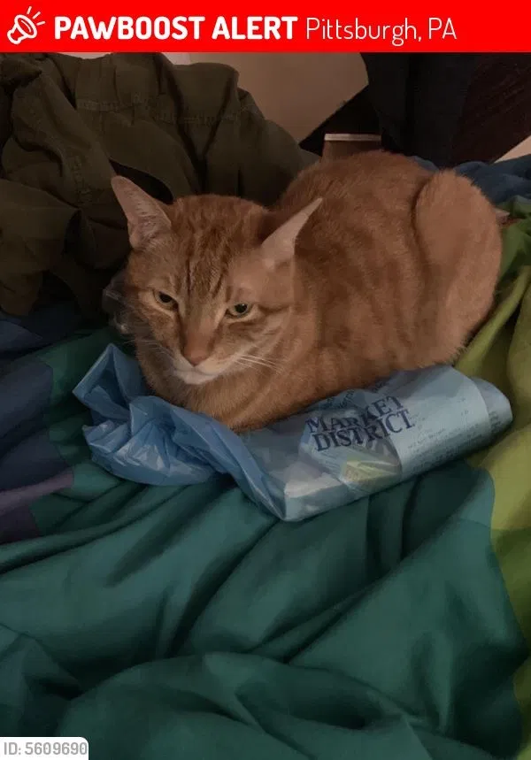 Lost cat in Pittsburgh, PA, 15212