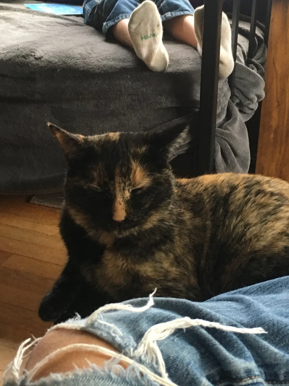 Lost cat in Concord, NC, 28025
