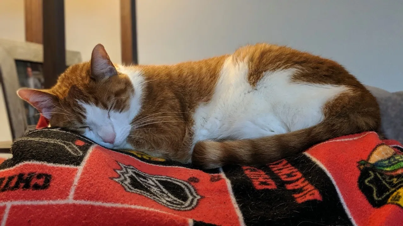 Lost cat in Elgin, IL, 60124